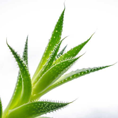 Ekstrakt aloesowy Lotus: świetny wybór dla zdrowej skóry – nawilżenie, ukojenie i walka z trądzikiem