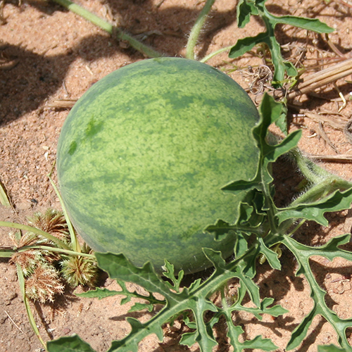 Balsam do masażu z kolokwintą Lotus: egipska ulga dla mięśni i stawów