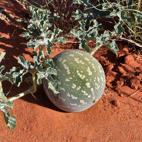 Ekstrakt z kolokwinty Lotus: skarb pustyni dla skóry, włosów i ulgi w bólu mięśni i stawów