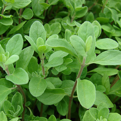 Olejek majerankowy Lotus: tajemnice babcinej apteczki w nowoczesnej formie – nawilżenie, ukojenie i relaks