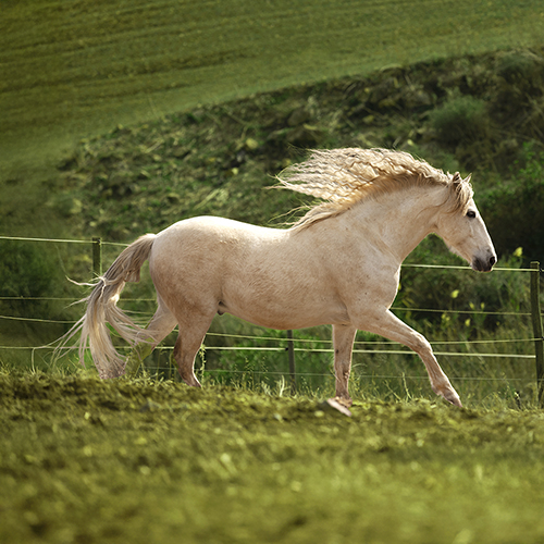 Olej „Koński Ogon” Lotus: skuteczne rozwiązanie dla Twoich włosów – stymuluje i wzmacnia