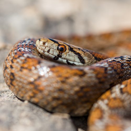 Olej wężowy Lotus: nowy przyjaciel Twoich włosów – gładkość, blask i odnowa