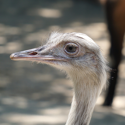 Krem przeciwzmarszczkowy z tłuszczem strusia Orgakera: egipski sekret młodości dla twarzy i szyi
