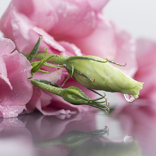 Olejek różany Lotus: rytuał piękna i ukojenia – nie tylko zapach, ale i młodość dla Twojej skóry