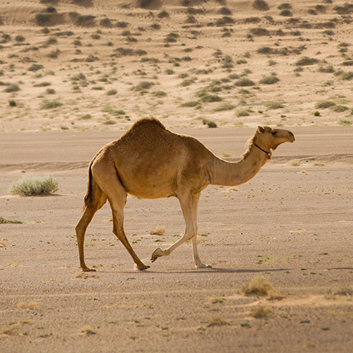 Krem z mlekiem wielbłądzim Orgakera: pustynny sekret młodości i odnowy skóry
